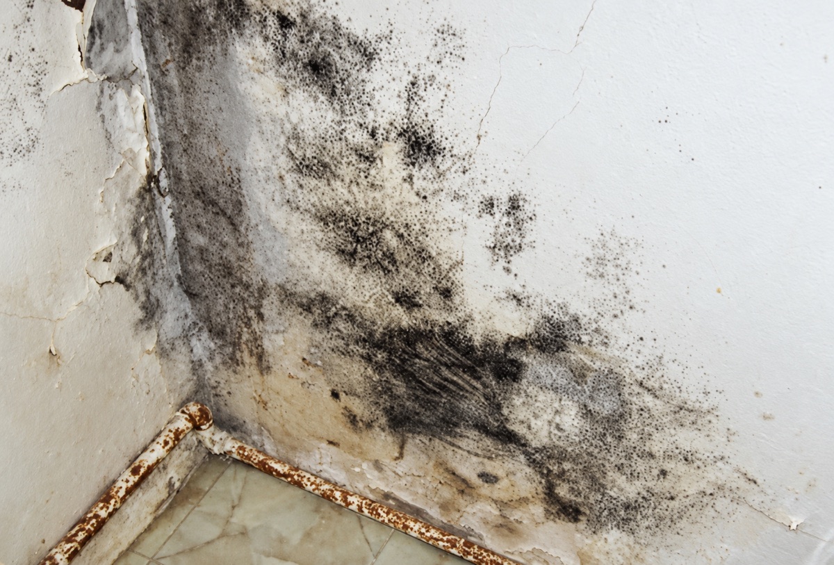 Taches sombres de moisissure et peinture dégradée dans l’angle d’une pièce